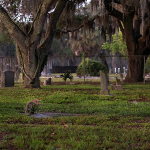 allsouls_800x300